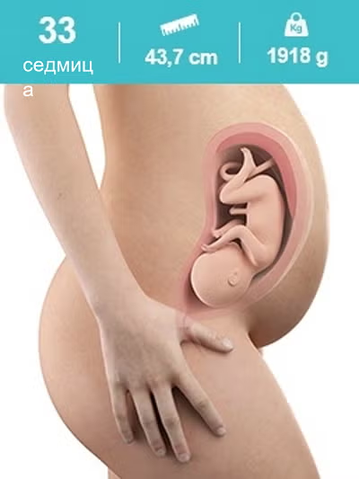 Развитие на бебето – 33-та седмица от бременността Развитие на бебето – 33-та седмица от бременността
