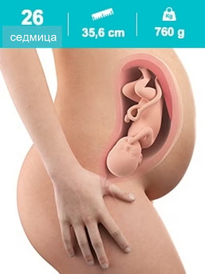 26 гестационна седмица 26 гестационна седмица