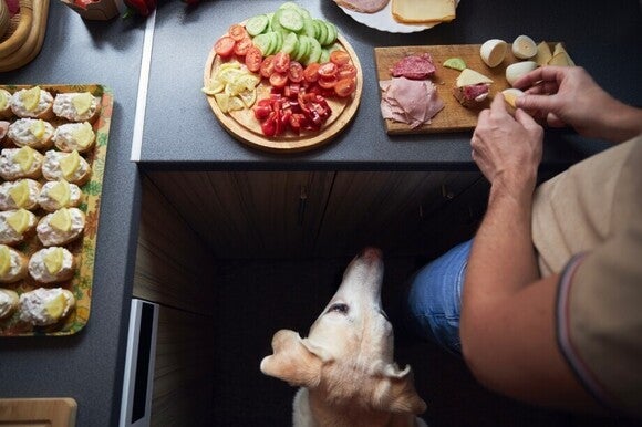 Фотография: ръце подреждат плато с сирена, крекери и плодове; жълто куче гледа към плота